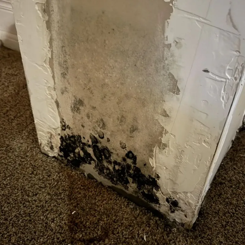 Professional Mold Removal in Washington County, OR